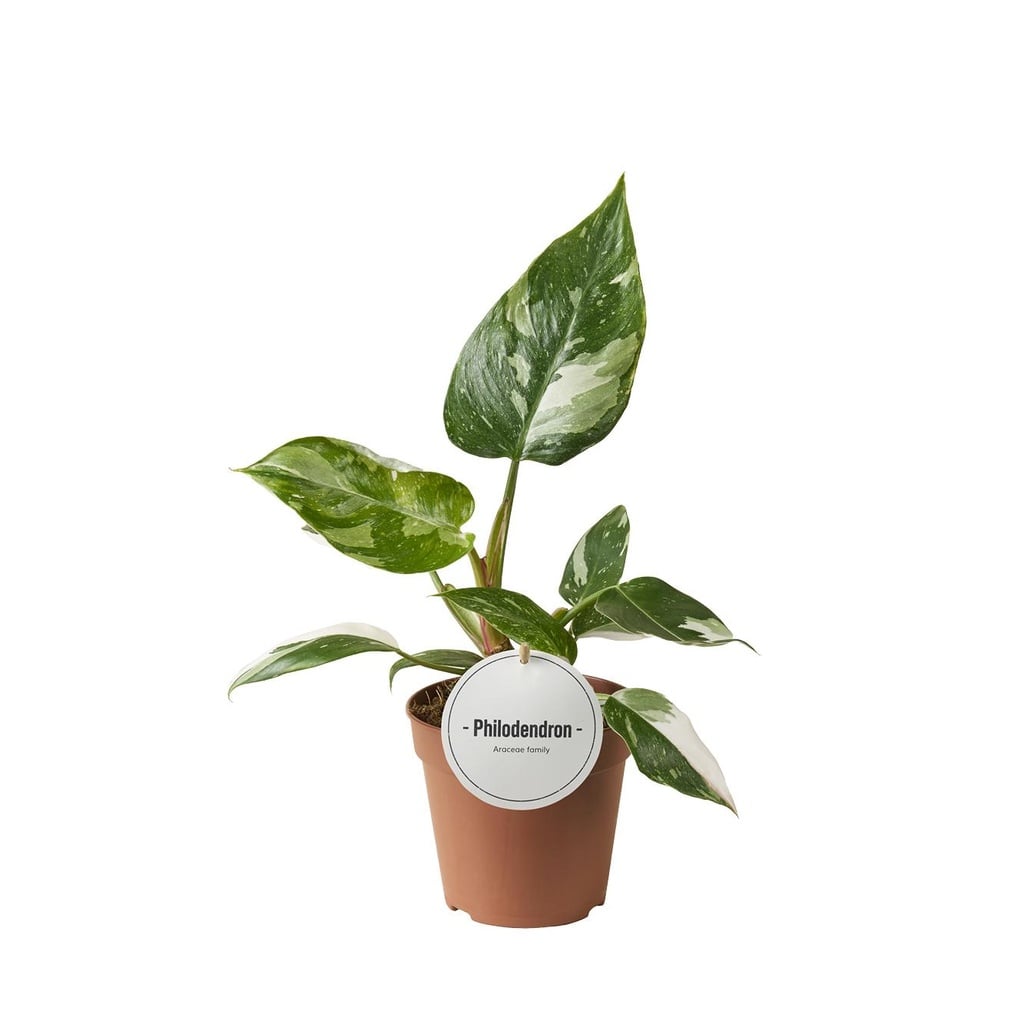 Philodendron Weiße Prinzessin - Ø12cm - ↕30cm