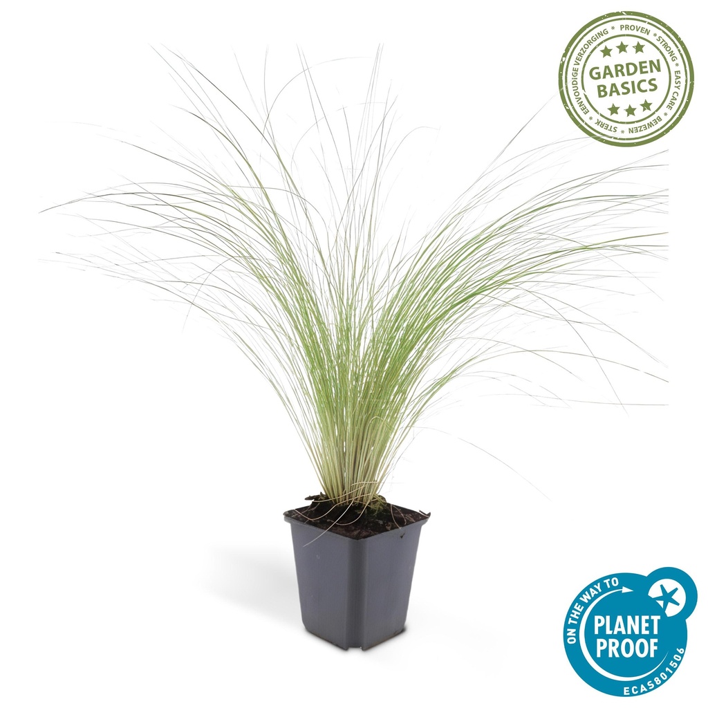 Stipa tenuissima 'Ponytails' - ↕10-25cm - Ø9cm 1x