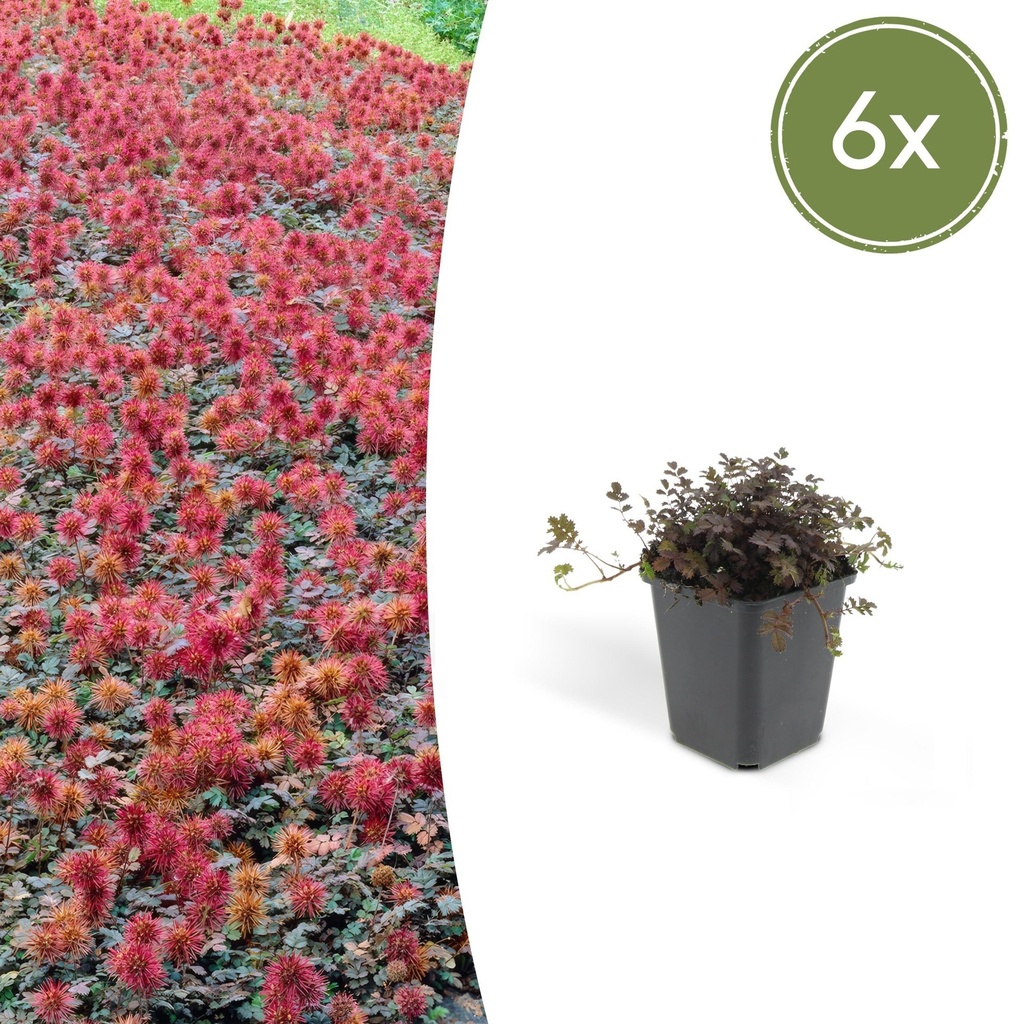 6x Acaena microphylla 'Kupferteppich' - ↕10-25cm - Ø9cm