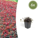 6x Acaena microphylla 'Kupferteppich' - ↕10-25cm - Ø9cm
