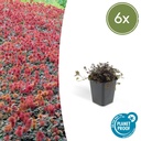 Braunrotes Stachelnüsschen 'Kupferteppich' 6er-Set (Acaena microphylla) – winterharte Bodendecker-Staude, Topf-Ø 9 cm, Höhe ca. 25 cm