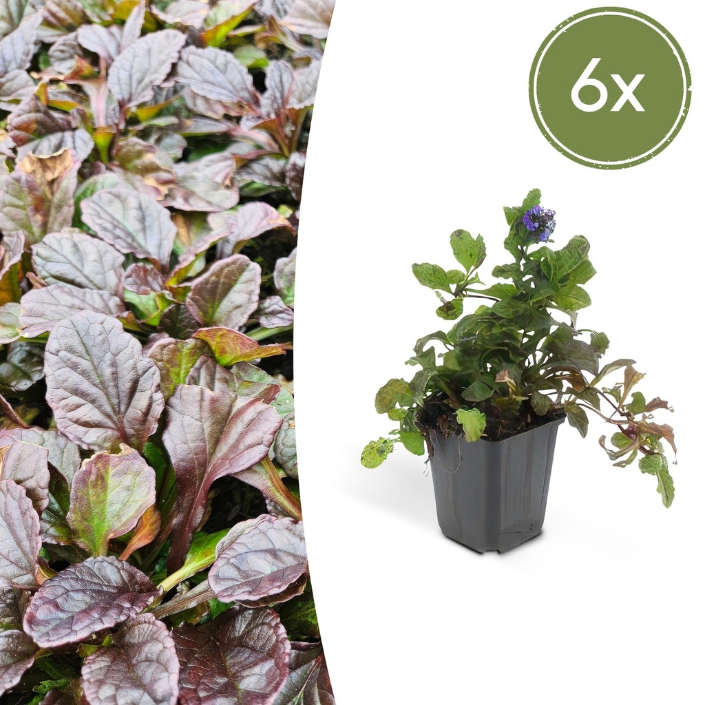 6x Ajuga reptans - ↕10-25cm - Ø9cm