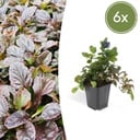 6x Ajuga reptans - ↕10-25cm - Ø9cm