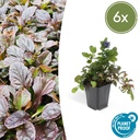 Kriechender Günsel 6er-Set (Ajuga reptans) – winterharte Bodendecker-Staude, Topf-Ø 9 cm, Höhe ca. 25 cm