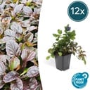 Kriechender Günsel 12er-Set (Ajuga reptans) – winterharte Bodendecker-Staude, Topf-Ø 9 cm, Höhe ca. 25 cm