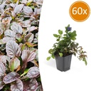 60x Ajuga reptans - ↕10-25cm - Ø9cm