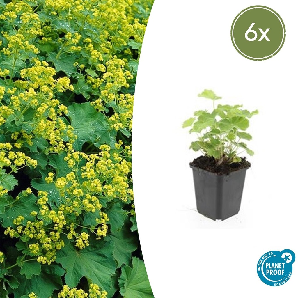 Frauenmantel 6er-Set (Alchemilla mollis) – winterharte Staude, Topf-Ø 9 cm, Höhe ca. 25 cm