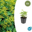 Frauenmantel 6er-Set (Alchemilla mollis) – winterharte Staude, Topf-Ø 9 cm, Höhe ca. 25 cm