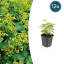 12x Alchemilla mollis - ↕10-25cm - Ø9cm