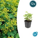 Weicher Frauenmantel 12er-Set (Alchemilla mollis) – winterharte Staude, Topf-Ø 9 cm, Höhe ca. 25 cm