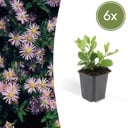6x Aster ageratoides 'Asran' - ↕10-25cm - Ø9cm