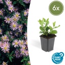 Wildaster 'Asran' 6er-Set (Aster ageratoides) – winterharte Staude, Topf-Ø 9 cm, Höhe ca. 25 cm