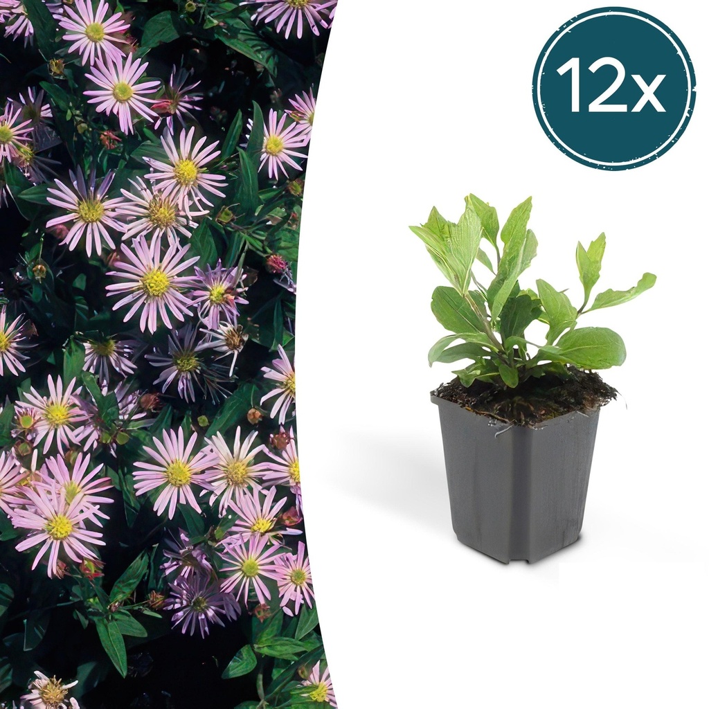 Wildaster 'Asran' 12er-Set (Aster ageratoides) – winterharte Staude, Topf-Ø 9 cm, Höhe ca. 25 cm