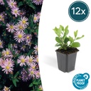Wildaster 'Asran' 12er-Set (Aster ageratoides) – winterharte Staude, Topf-Ø 9 cm, Höhe ca. 25 cm