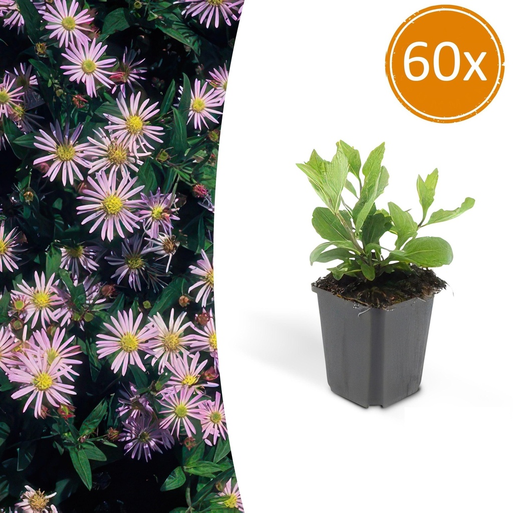 60x Aster ageratoides 'Asran' - ↕10-25cm - Ø9cm