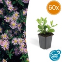 Wildaster 'Asran' 60er-Set (Aster ageratoides) – winterharte Staude, Topf-Ø 9 cm, Höhe ca. 25 cm