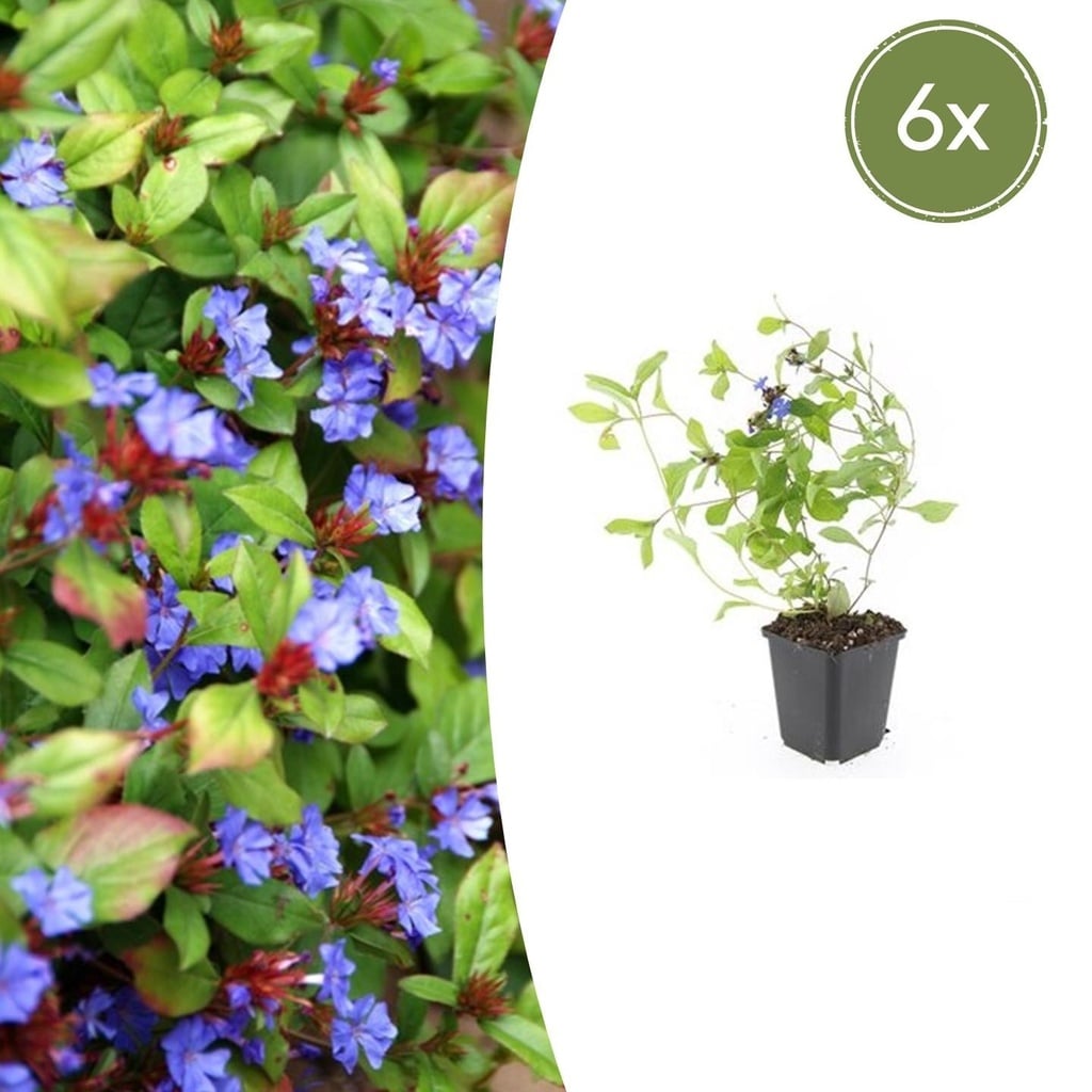 6x Ceratostigma plumbaginoides - ↕10-25cm - Ø9cm