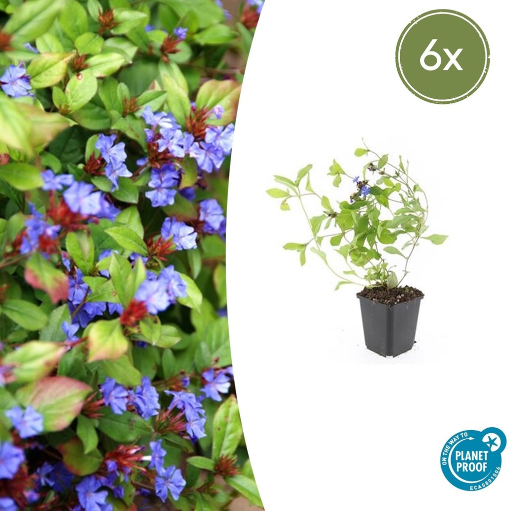 Chinesische Bleiwurz 6er-Set (Ceratostigma plumbaginoides) – winterharte Bodendecker-Staude, Topf-Ø 9 cm, Höhe ca. 25 cm