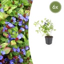 6x Ceratostigma plumbaginoides - ↕10-25cm - Ø9cm