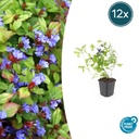 Bleiwurz 12er-Set (Ceratostigma plumbaginoides) – winterharte Staude, Topf-Ø 9 cm, Höhe ca. 25 cm