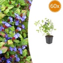 60x Ceratostigma plumbaginoides - ↕10-25cm - Ø9cm
