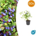 Chinesische Bleiwurz 60er-Set (Ceratostigma plumbaginoides) – winterharte Bodendecker-Staude, Topf-Ø 9 cm, Höhe ca. 25 cm