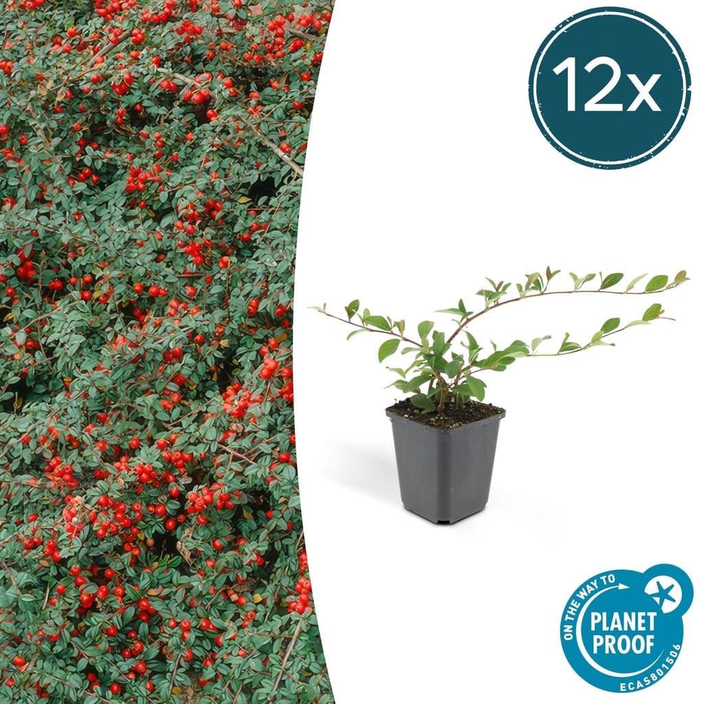 Zwergmispel 'Major' 12er-Set (Cotoneaster dammeri) – winterharter Bodendecker, Topf-Ø 9 cm, Höhe ca. 25 cm