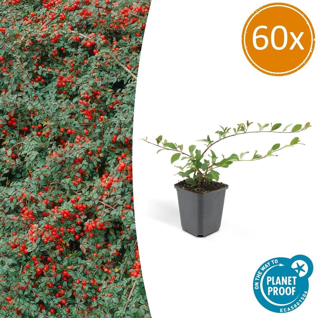 Teppich-Zwergmispel 'Major' 60er-Set (Cotoneaster dammeri) – winterharter Bodendecker, Topf-Ø 9 cm, Höhe ca. 25 cm
