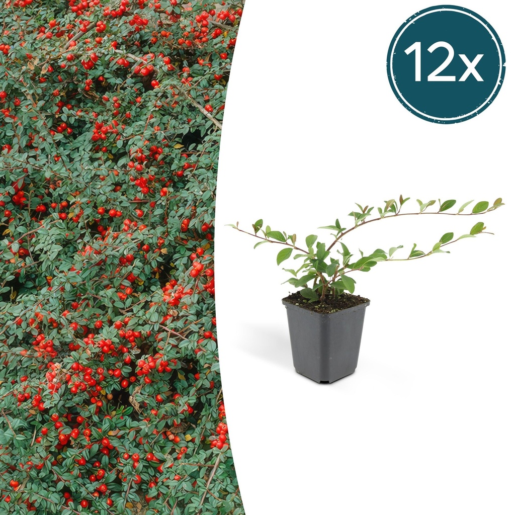 12x Cotoneaster dammeri - ↕10-25cm - Ø9cm
