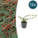 12x Cotoneaster dammeri - ↕10-25cm - Ø9cm