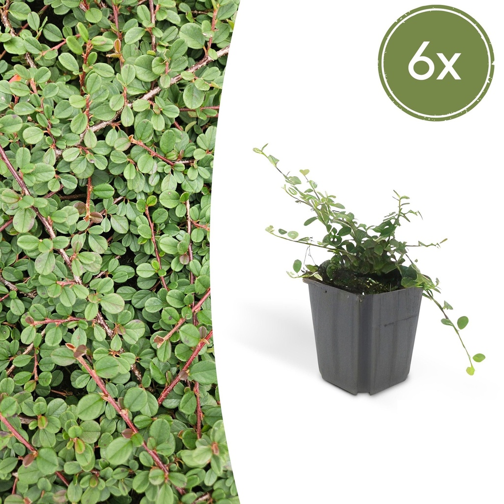 6x Cotoneaster pr. 'Queen of Carpets' - ↕10-25cm - Ø9cm