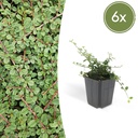 6x Cotoneaster pr. 'Queen of Carpets' - ↕10-25cm - Ø9cm