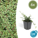Zickzackstrauch 'Queen of Carpets' 6er-Set (Cotoneaster) – winterharter Zierstrauch, Topf-Ø 9 cm, Höhe ca. 25 cm