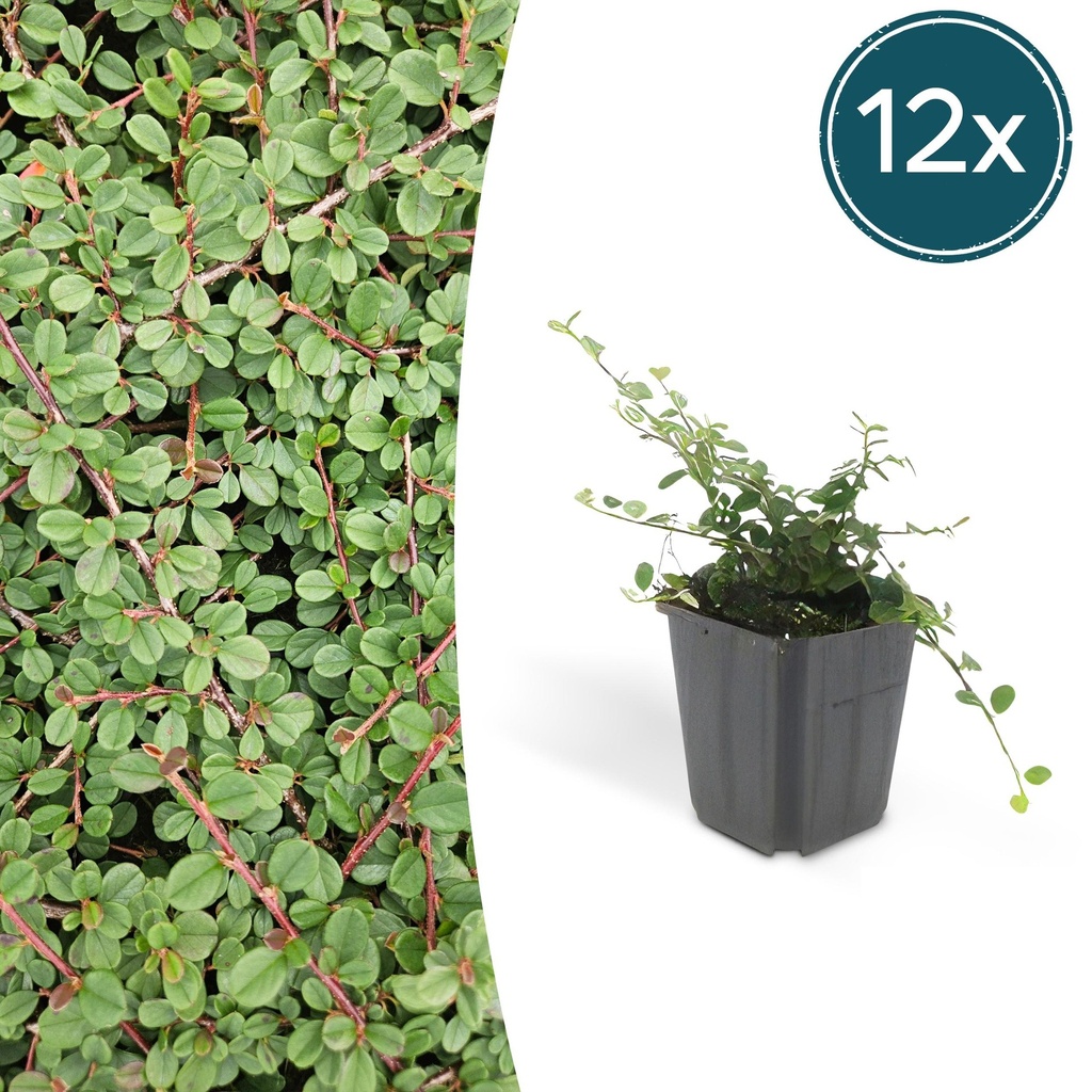 12x Cotoneaster pr. 'Queen of Carpets' - ↕10-25cm - Ø9cm