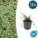 Zickzackstrauch 'Queen of Carpets' 12er-Set (Cotoneaster) – winterharter Zierstrauch, Topf-Ø 9 cm, Höhe ca. 25 cm