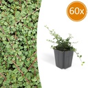 Zickzackstrauch 'Königin der Teppiche' 60er-Set (Cotoneaster) – winterharter Zierstrauch, Topf-Ø 9 cm, Höhe ca. 25 cm