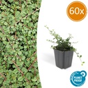 Zickzackstrauch 'Königin der Teppiche' 60er-Set (Cotoneaster) – winterharter Zierstrauch, Topf-Ø 9 cm, Höhe ca. 25 cm
