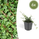 6x Cotoneaster pr. 'Streib's Findling' - ↕10-25cm - Ø9cm