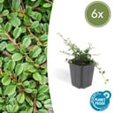 Zwergmispel 'Streib' 6er-Set (Cotoneaster dammeri) – winterharter Bodendecker, Topf-Ø 9 cm, Höhe ca. 25 cm