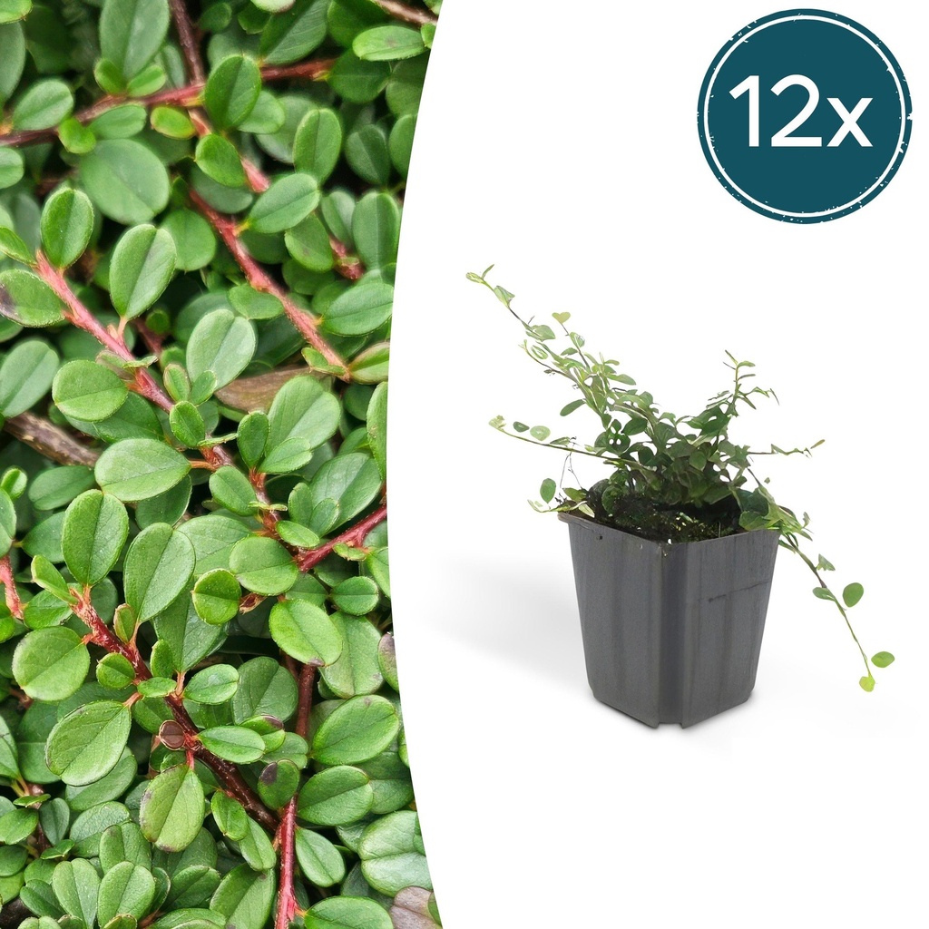 12x Cotoneaster pr. 'Streib's Findling' - ↕10-25cm - Ø9cm