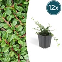 12x Cotoneaster pr. 'Streib's Findling' - ↕10-25cm - Ø9cm
