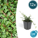 Zwergmispel 'Streib' 12er-Set (Cotoneaster dammeri) – winterharter Bodendecker, Topf-Ø 9 cm, Höhe ca. 25 cm