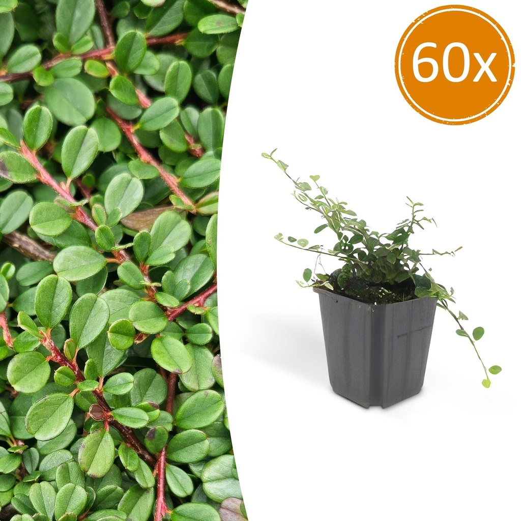 60x Cotoneaster pr. 'Streib's Findling' - ↕10-25cm - Ø9cm