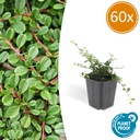 Zwergmispel 'Streib' 60er-Set (Cotoneaster dammeri) – winterharter Bodendecker, Topf-Ø 9 cm, Höhe ca. 25 cm