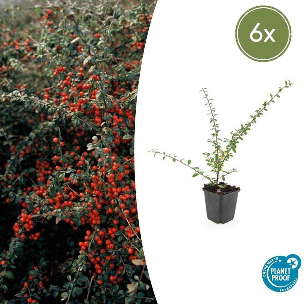 Schwedische Zwergmispel 'Coral Beauty' 6er-Set (Cotoneaster suecicus) – winterharter Bodendecker, Topf-Ø 9 cm, Höhe ca. 25 cm