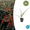 Schwedische Zwergmispel 'Coral Beauty' 6er-Set (Cotoneaster suecicus) – winterharter Bodendecker, Topf-Ø 9 cm, Höhe ca. 25 cm
