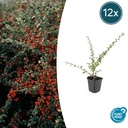 Schwedische Zwergmispel 'Coral Beauty' 12er-Set (Cotoneaster suecicus) – winterharter Bodendecker-Strauch, Topf-Ø 9 cm, Höhe ca. 25 cm