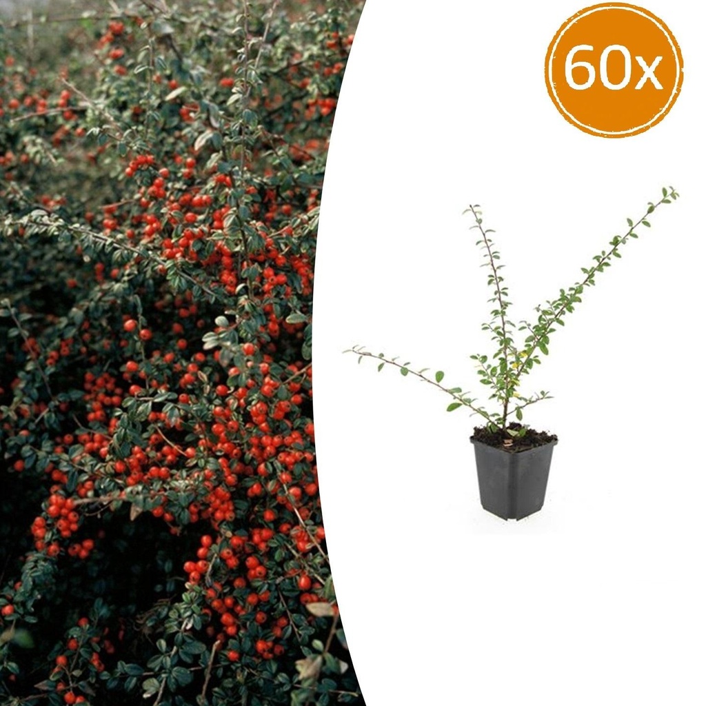 60x Cotoneaster suec. 'Coral Beauty' - ↕10-25cm - Ø9cm