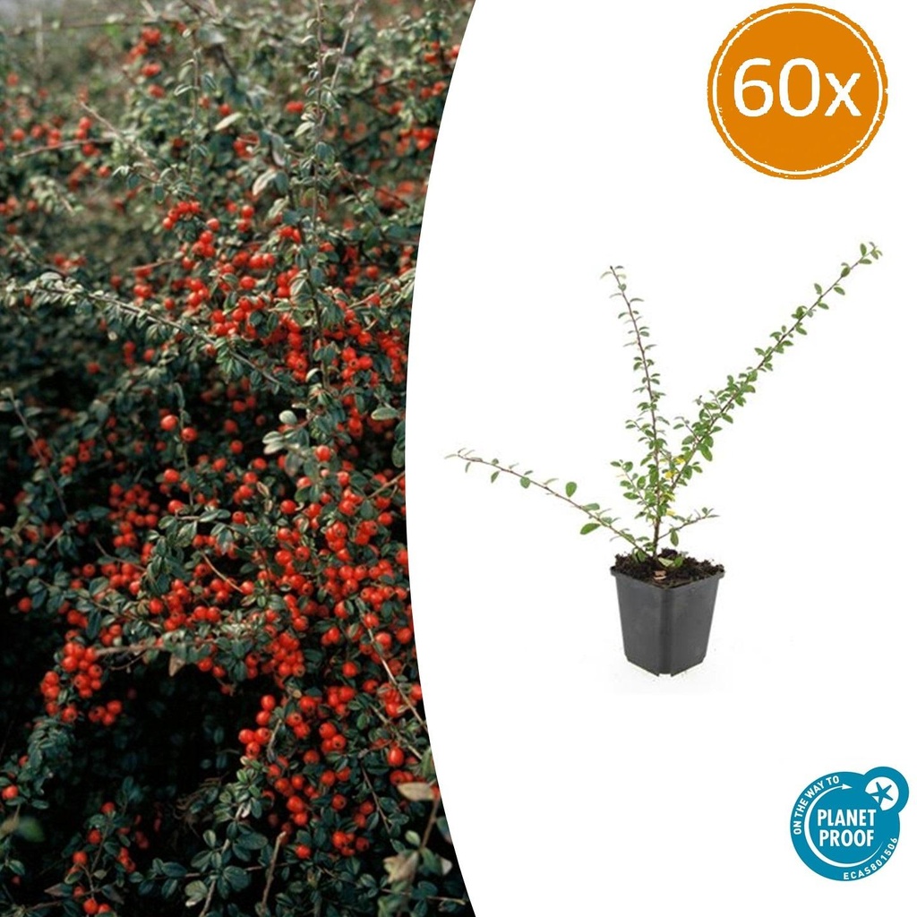 Schwedische Zwergmispel 'Coral Beauty' 60er-Set (Cotoneaster suecicus) – winterharter Bodendecker, Topf-Ø 9 cm, Höhe ca. 25 cm