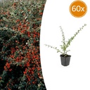 60x Cotoneaster suec. 'Coral Beauty' - ↕10-25cm - Ø9cm
